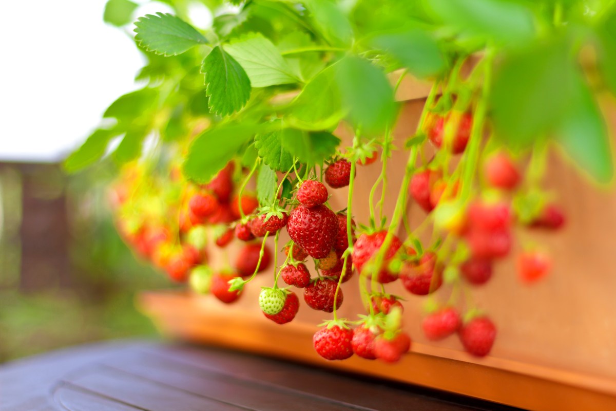 a close-up of strawberries in a planter